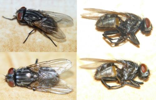 Réf. 246 353 : Musca autumnalis